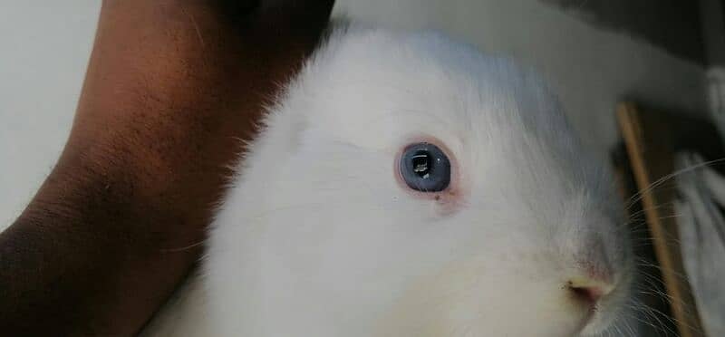 Holland loop bunnies 0