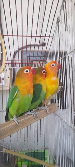 Birds And Cage For Sale