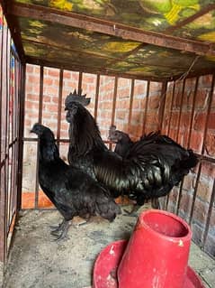 Ayam cemani Indonesian 1 male 2 female