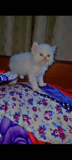 Persian Female Kitten Cat