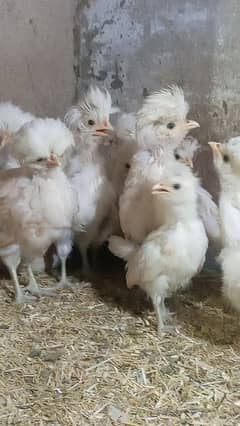 Buff laced polish chicks for sale