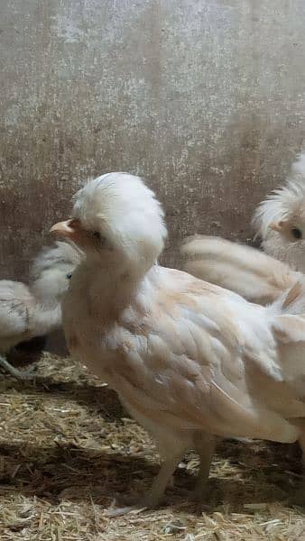 Buff laced polish chicks for sale 6