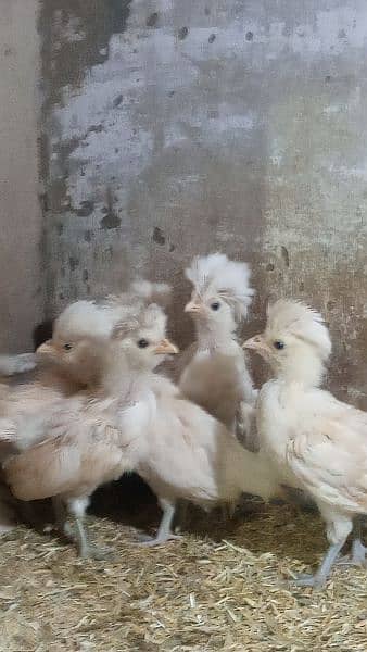 Buff laced polish chicks for sale 8
