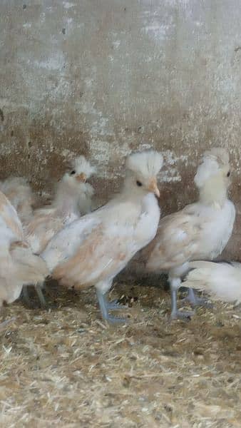 Buff laced polish chicks for sale 11