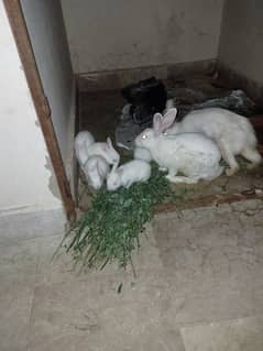 Rabit New Zealand white kids for sale female only