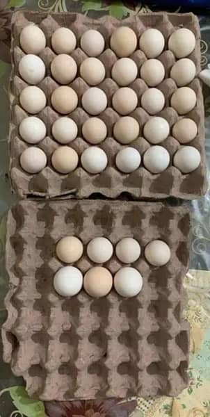 دیسی Fertile انڈے دستیاب ھیں. 11