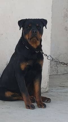 Top Quality Pedigree Rottweiler Male Available