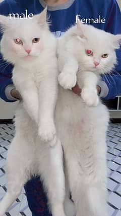 Persian cats 0
