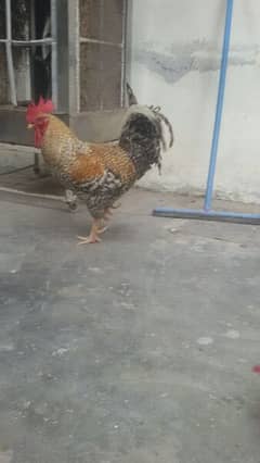 fowl is very healthy and beautiful