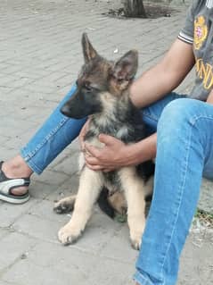 GSD male pup