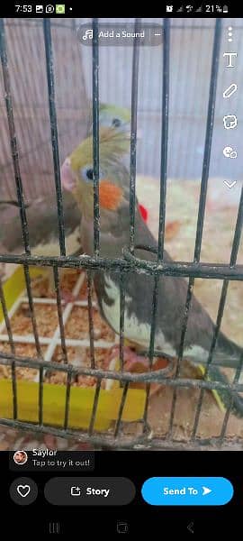 love bird Green opline,cocktail,budgies,mob. 03135125600 rwp gujar khan 2