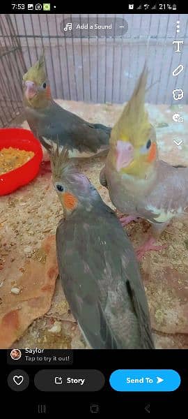 love bird Green opline,cocktail,budgies,mob. 03135125600 rwp gujar khan 3