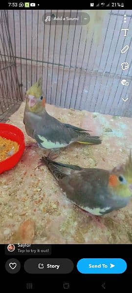 love bird Green opline,cocktail,budgies,mob. 03135125600 rwp gujar khan 4