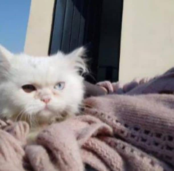 doll face Persian kitten 5 month 1