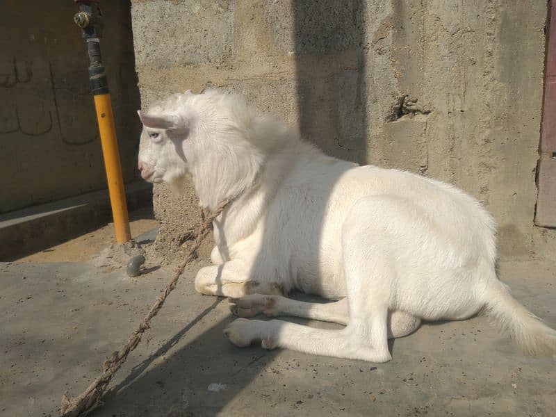 breeder bakra teddy goat 13