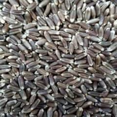 Black wheat for sale