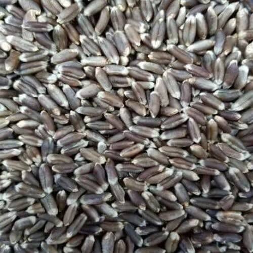Black wheat for sale 1
