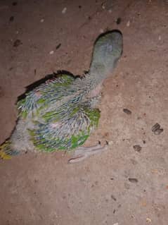 parrots chicks for sale age 45 days per chicks Rate. 15k