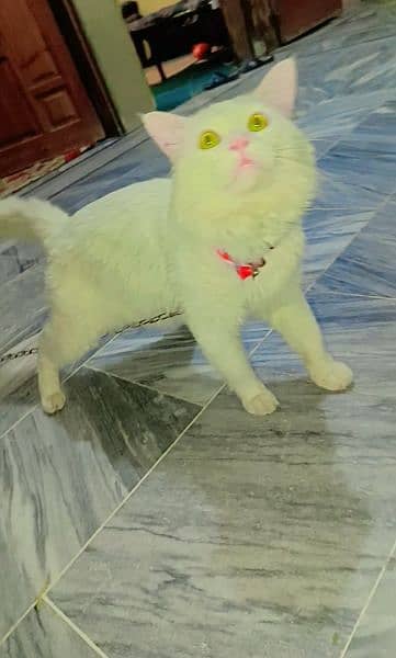 Persian cat white male 1