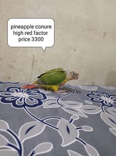 pineapple high red factor conure chick's/Yellow sided conure