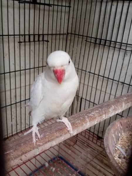 white ringneck parrots pair 0
