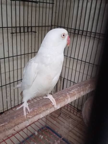 white ringneck parrots pair 1