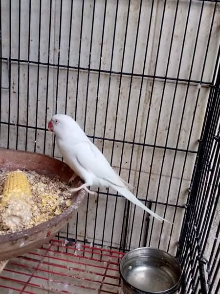 white ringneck parrots pair 3