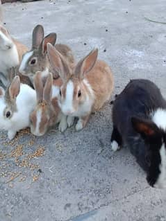 Rabbits for sale discounted rate