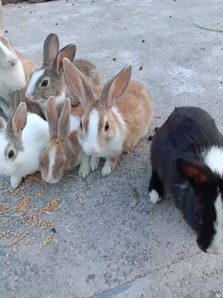 Rabbits for sale discounted rate 0
