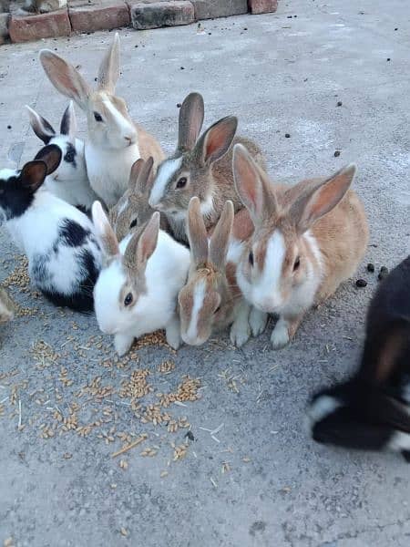 Rabbits for sale discounted rate 1