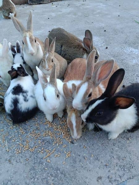 Rabbits for sale discounted rate 2