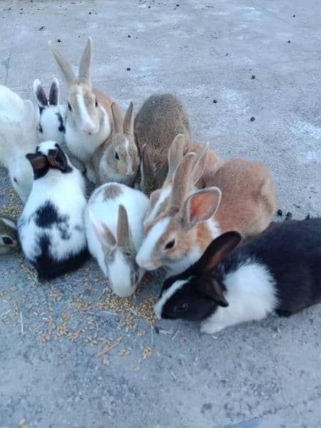 Rabbits for sale discounted rate 3