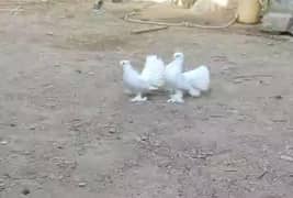 Indian fantail laka kabutar pigeons birds