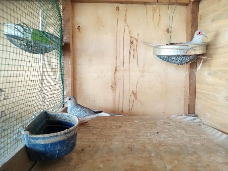 common dove bareedr pairs with eggs & chiks 2