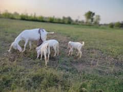 Pure Rajan puri goat with 3 children