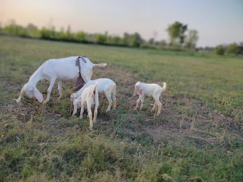 Pure Rajan puri goat with 3 children 0