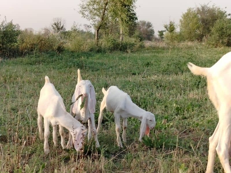 Pure Rajan puri goat with 3 children 1