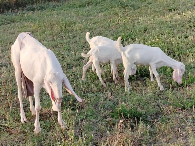 Pure Rajan puri goat with 3 children 2