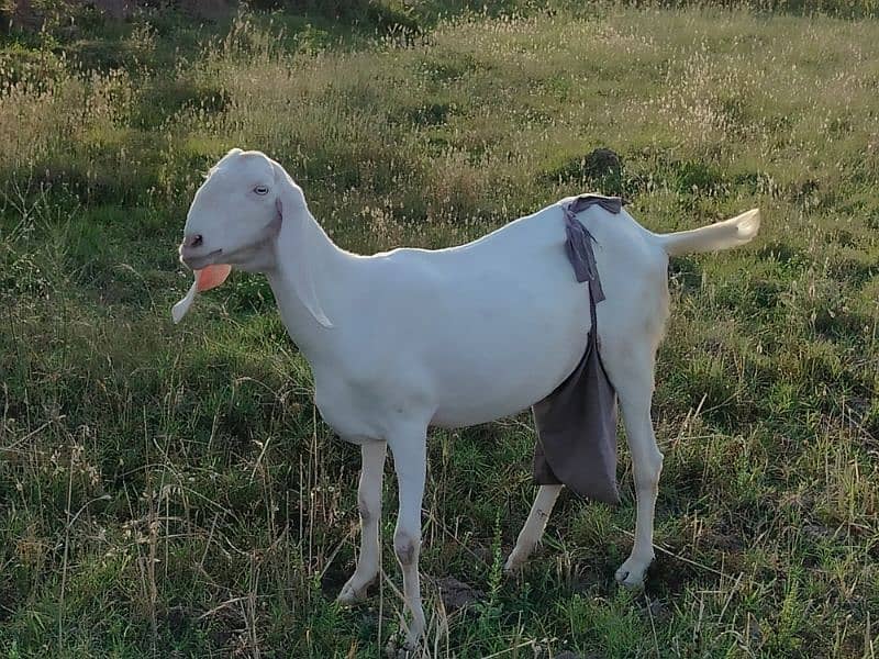 Pure Rajan puri goat with 3 children 3