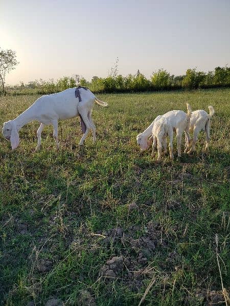 Pure Rajan puri goat with 3 children 5