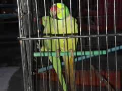 Ring neck parrots pair