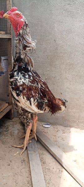 Aseel Patha or Lasani Aseel chicks pair / Aseel murga 3