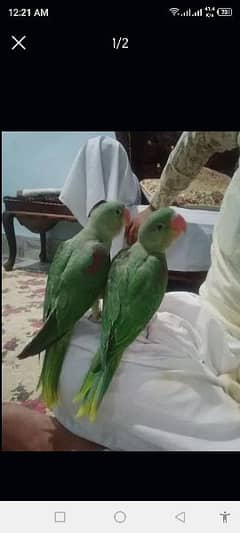 parrot pair for sale