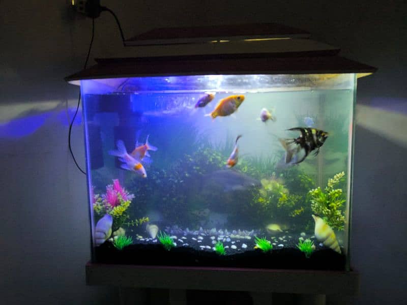 fish aquarium for sale with fishes and accessories 1