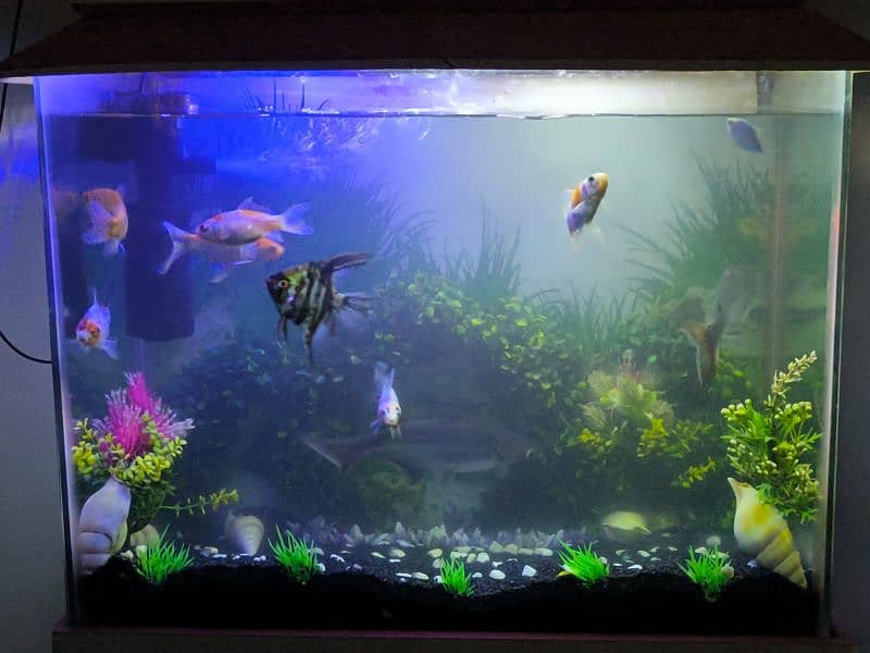 fish aquarium for sale with fishes and accessories 2
