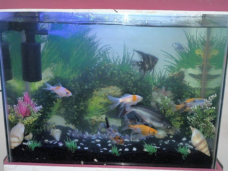 fish aquarium for sale with fishes and accessories 3