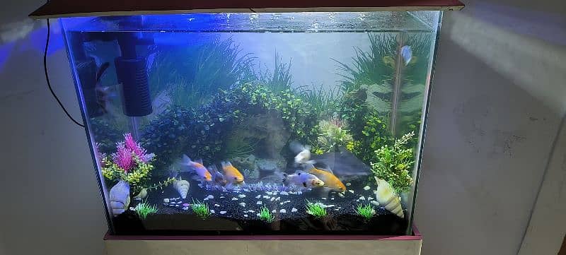 fish aquarium for sale with fishes and accessories 4