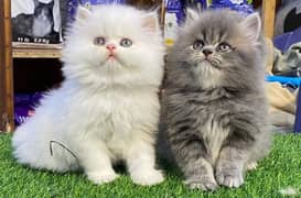 kittens for sale urgent basis