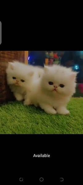 kittens for sale urgent basis 2