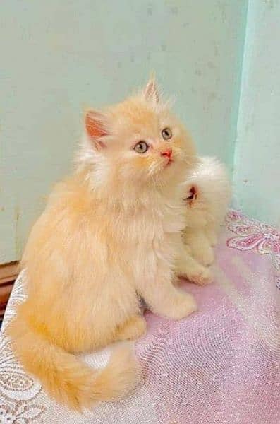 kittens for sale urgent basis 3
